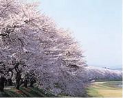 足羽川桜